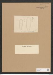 Surirella sp. (de-Toni-Nr.: Genus 53) Zeichnungen Sammlung Grunow Nr. 4855 (NHMW-BOT-W0373031)